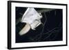 Northern Flying Squirrel Flying-null-Framed Photographic Print
