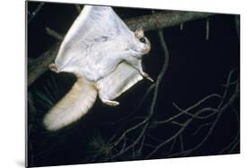 Northern Flying Squirrel Flying-null-Mounted Photographic Print