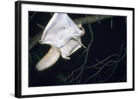 Northern Flying Squirrel Flying-null-Framed Photographic Print