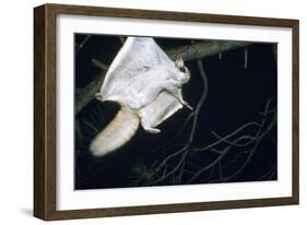 Northern Flying Squirrel Flying-null-Framed Photographic Print