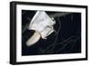 Northern Flying Squirrel Flying-null-Framed Photographic Print