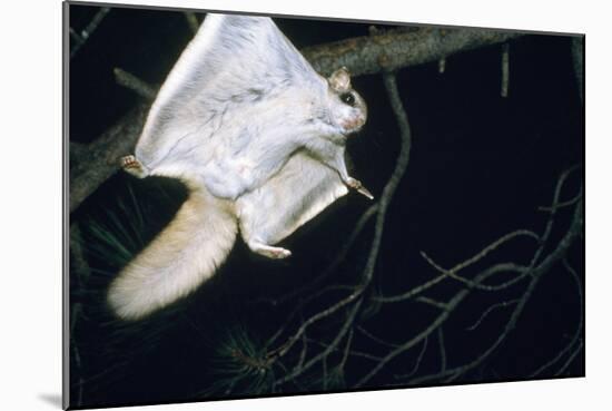 Northern Flying Squirrel Flying-null-Mounted Photographic Print