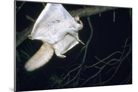 Northern Flying Squirrel Flying-null-Mounted Photographic Print