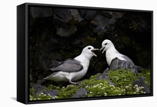 Northern Fulmar (Arctic Fulmar) (Fulmarus Glacialis) Pair, Iceland, Polar Regions-James-Framed Stretched Canvas