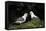 Northern Fulmar (Arctic Fulmar) (Fulmarus Glacialis) Pair, Iceland, Polar Regions-James-Framed Stretched Canvas