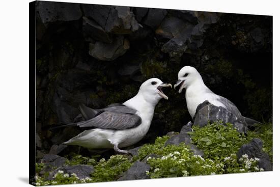 Northern Fulmar (Arctic Fulmar) (Fulmarus Glacialis) Pair, Iceland, Polar Regions-James-Stretched Canvas