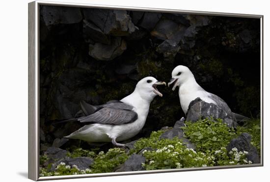 Northern Fulmar (Arctic Fulmar) (Fulmarus Glacialis) Pair, Iceland, Polar Regions-James-Framed Photographic Print