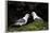 Northern Fulmar (Arctic Fulmar) (Fulmarus Glacialis) Pair, Iceland, Polar Regions-James-Framed Photographic Print