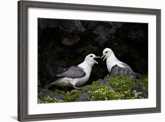 Northern Fulmar (Arctic Fulmar) (Fulmarus Glacialis) Pair, Iceland, Polar Regions-James-Framed Photographic Print