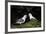 Northern Fulmar (Arctic Fulmar) (Fulmarus Glacialis) Pair, Iceland, Polar Regions-James-Framed Photographic Print