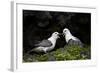 Northern Fulmar (Arctic Fulmar) (Fulmarus Glacialis) Pair, Iceland, Polar Regions-James-Framed Photographic Print