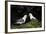 Northern Fulmar (Arctic Fulmar) (Fulmarus Glacialis) Pair, Iceland, Polar Regions-James-Framed Photographic Print