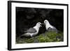 Northern Fulmar (Arctic Fulmar) (Fulmarus Glacialis) Pair, Iceland, Polar Regions-James-Framed Photographic Print