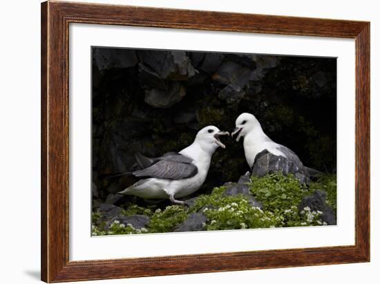 Northern Fulmar (Arctic Fulmar) (Fulmarus Glacialis) Pair, Iceland, Polar Regions-James-Framed Photographic Print