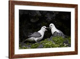 Northern Fulmar (Arctic Fulmar) (Fulmarus Glacialis) Pair, Iceland, Polar Regions-James-Framed Photographic Print