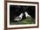 Northern Fulmar (Arctic Fulmar) (Fulmarus Glacialis) Pair, Iceland, Polar Regions-James-Framed Photographic Print