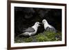 Northern Fulmar (Arctic Fulmar) (Fulmarus Glacialis) Pair, Iceland, Polar Regions-James-Framed Photographic Print