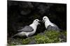 Northern Fulmar (Arctic Fulmar) (Fulmarus Glacialis) Pair, Iceland, Polar Regions-James-Mounted Photographic Print