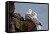 Northern Fulmar (Arctic Fulmar) (Fulmarus Glacialis) Pair, Iceland, Polar Regions-James-Framed Stretched Canvas