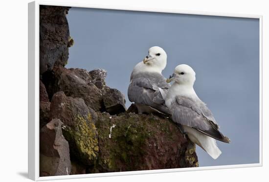 Northern Fulmar (Arctic Fulmar) (Fulmarus Glacialis) Pair, Iceland, Polar Regions-James-Framed Photographic Print