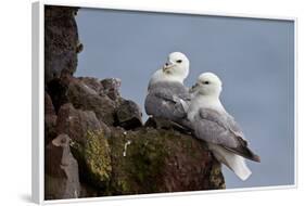 Northern Fulmar (Arctic Fulmar) (Fulmarus Glacialis) Pair, Iceland, Polar Regions-James-Framed Photographic Print