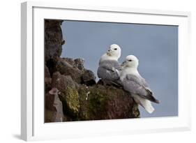 Northern Fulmar (Arctic Fulmar) (Fulmarus Glacialis) Pair, Iceland, Polar Regions-James-Framed Photographic Print