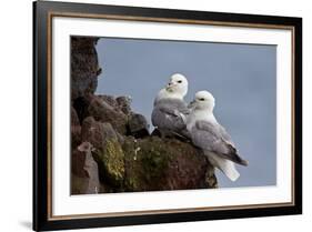 Northern Fulmar (Arctic Fulmar) (Fulmarus Glacialis) Pair, Iceland, Polar Regions-James-Framed Photographic Print