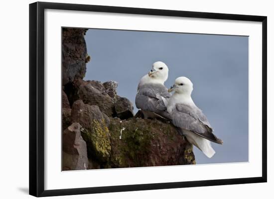 Northern Fulmar (Arctic Fulmar) (Fulmarus Glacialis) Pair, Iceland, Polar Regions-James-Framed Photographic Print