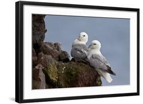 Northern Fulmar (Arctic Fulmar) (Fulmarus Glacialis) Pair, Iceland, Polar Regions-James-Framed Photographic Print