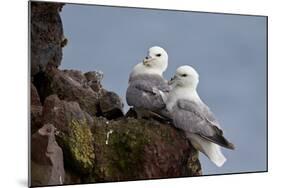 Northern Fulmar (Arctic Fulmar) (Fulmarus Glacialis) Pair, Iceland, Polar Regions-James-Mounted Photographic Print