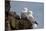 Northern Fulmar (Arctic Fulmar) (Fulmarus Glacialis) Pair, Iceland, Polar Regions-James-Mounted Photographic Print