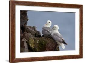 Northern Fulmar (Arctic Fulmar) (Fulmarus Glacialis) Pair, Iceland, Polar Regions-James-Framed Photographic Print