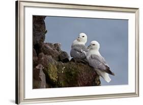 Northern Fulmar (Arctic Fulmar) (Fulmarus Glacialis) Pair, Iceland, Polar Regions-James-Framed Photographic Print