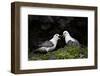 Northern Fulmar (Arctic Fulmar) (Fulmarus Glacialis) Pair, Iceland, Polar Regions-James-Framed Photographic Print