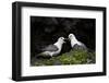 Northern Fulmar (Arctic Fulmar) (Fulmarus Glacialis) Pair, Iceland, Polar Regions-James-Framed Photographic Print