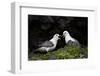 Northern Fulmar (Arctic Fulmar) (Fulmarus Glacialis) Pair, Iceland, Polar Regions-James-Framed Photographic Print