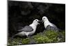 Northern Fulmar (Arctic Fulmar) (Fulmarus Glacialis) Pair, Iceland, Polar Regions-James-Mounted Photographic Print