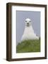 Northern Fulmar (Fulmarus glacialis) adult, sitting on clifftop, Shetland Islands, Scotland-Paul Sawer-Framed Photographic Print