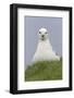 Northern Fulmar (Fulmarus glacialis) adult, sitting on clifftop, Shetland Islands, Scotland-Paul Sawer-Framed Photographic Print