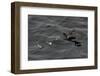 Northern Fulmar (Fulmarus Glacialis) Taking Off from a Calm Sea, Sakhalin Island, Russia, Eurasia-Mick Baines-Framed Photographic Print