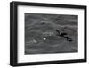 Northern Fulmar (Fulmarus Glacialis) Taking Off from a Calm Sea, Sakhalin Island, Russia, Eurasia-Mick Baines-Framed Photographic Print