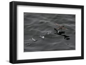 Northern Fulmar (Fulmarus Glacialis) Taking Off from a Calm Sea, Sakhalin Island, Russia, Eurasia-Mick Baines-Framed Photographic Print