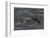 Northern Fulmar (Fulmarus Glacialis) Taking Off from a Calm Sea, Sakhalin Island, Russia, Eurasia-Mick Baines-Framed Photographic Print