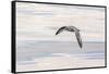 Northern Fulmar over the coast of southern Greenland.-Martin Zwick-Framed Stretched Canvas