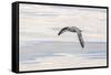 Northern Fulmar over the coast of southern Greenland.-Martin Zwick-Framed Stretched Canvas