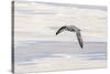Northern Fulmar over the coast of southern Greenland.-Martin Zwick-Stretched Canvas