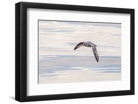 Northern Fulmar over the coast of southern Greenland.-Martin Zwick-Framed Photographic Print