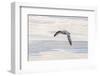 Northern Fulmar over the coast of southern Greenland.-Martin Zwick-Framed Photographic Print