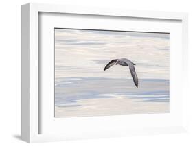 Northern Fulmar over the coast of southern Greenland.-Martin Zwick-Framed Photographic Print