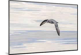 Northern Fulmar over the coast of southern Greenland.-Martin Zwick-Mounted Photographic Print